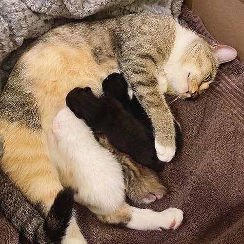 Alles wat je moet weten over Geboorte­beperking bij Katten