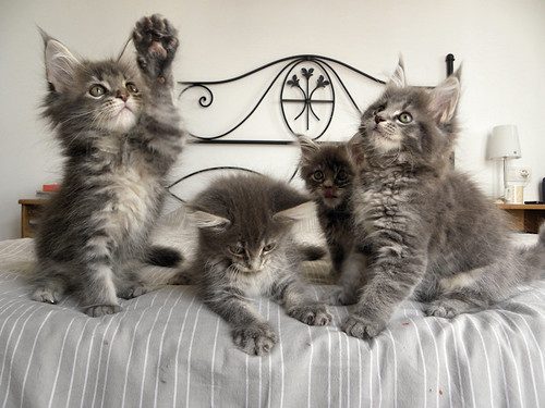 Maine Coon Kittens