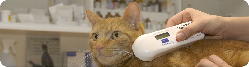 Het belang van het chippen van uw kat voor identificatie