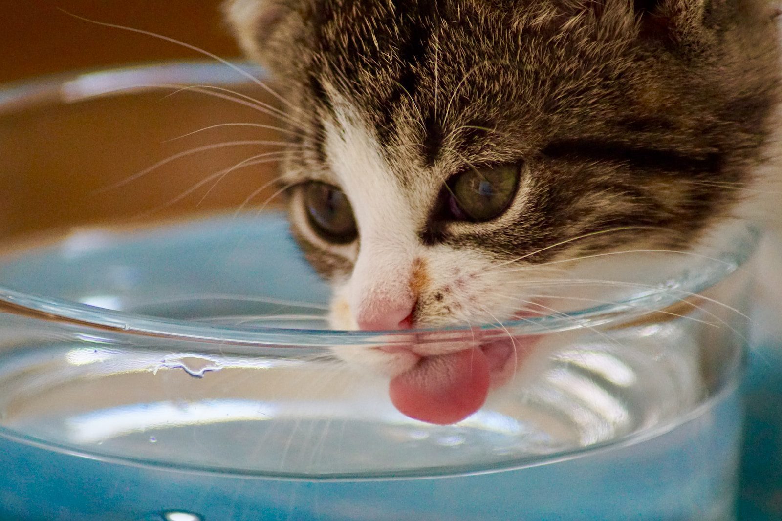drinkende kat