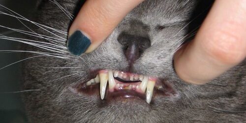 Tandenknarsen bij Katten: Oorzaken en Behandeling