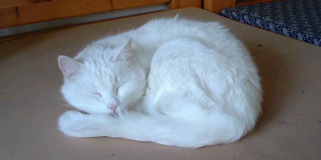 Maakt je kat trekkende bewegingen in zijn slaap?