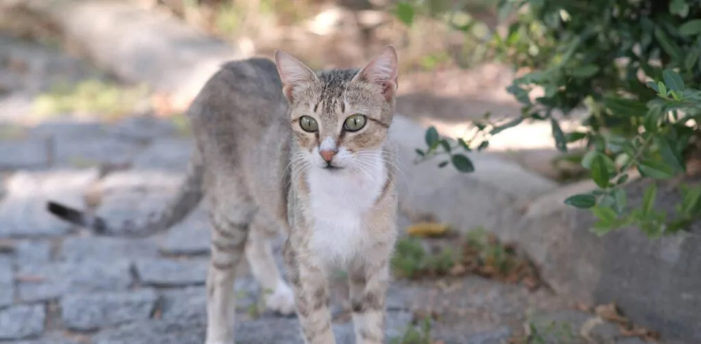 Waarom Blijft Een Zwerfkat Naar Mijn Huis Komen?