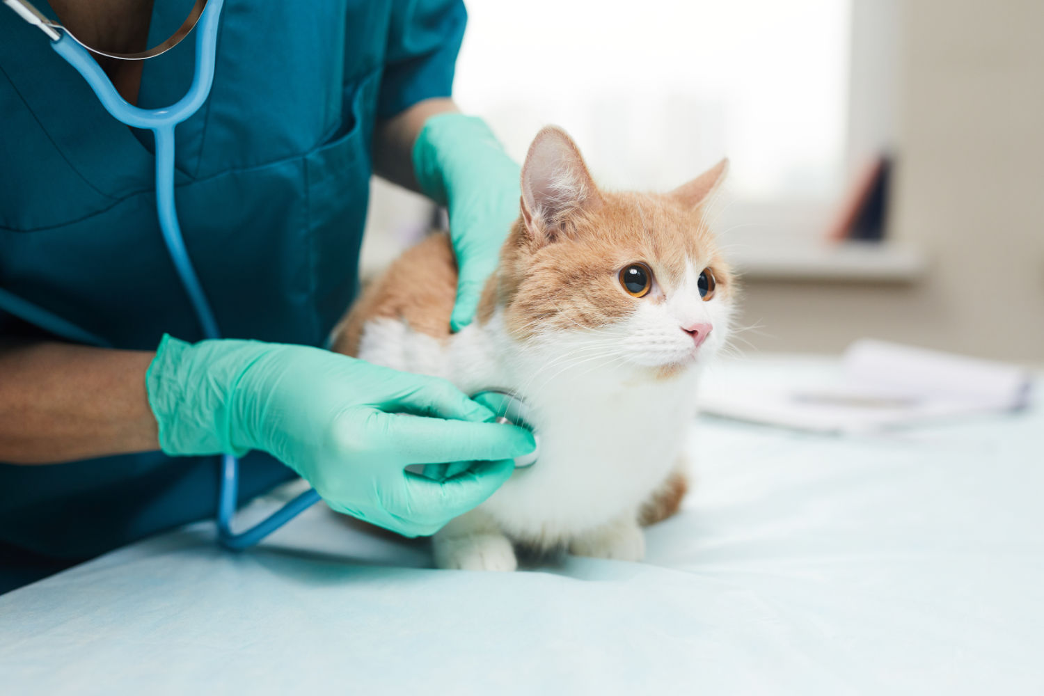Kattenverzekeringen: Waar Moet Je op Letten?