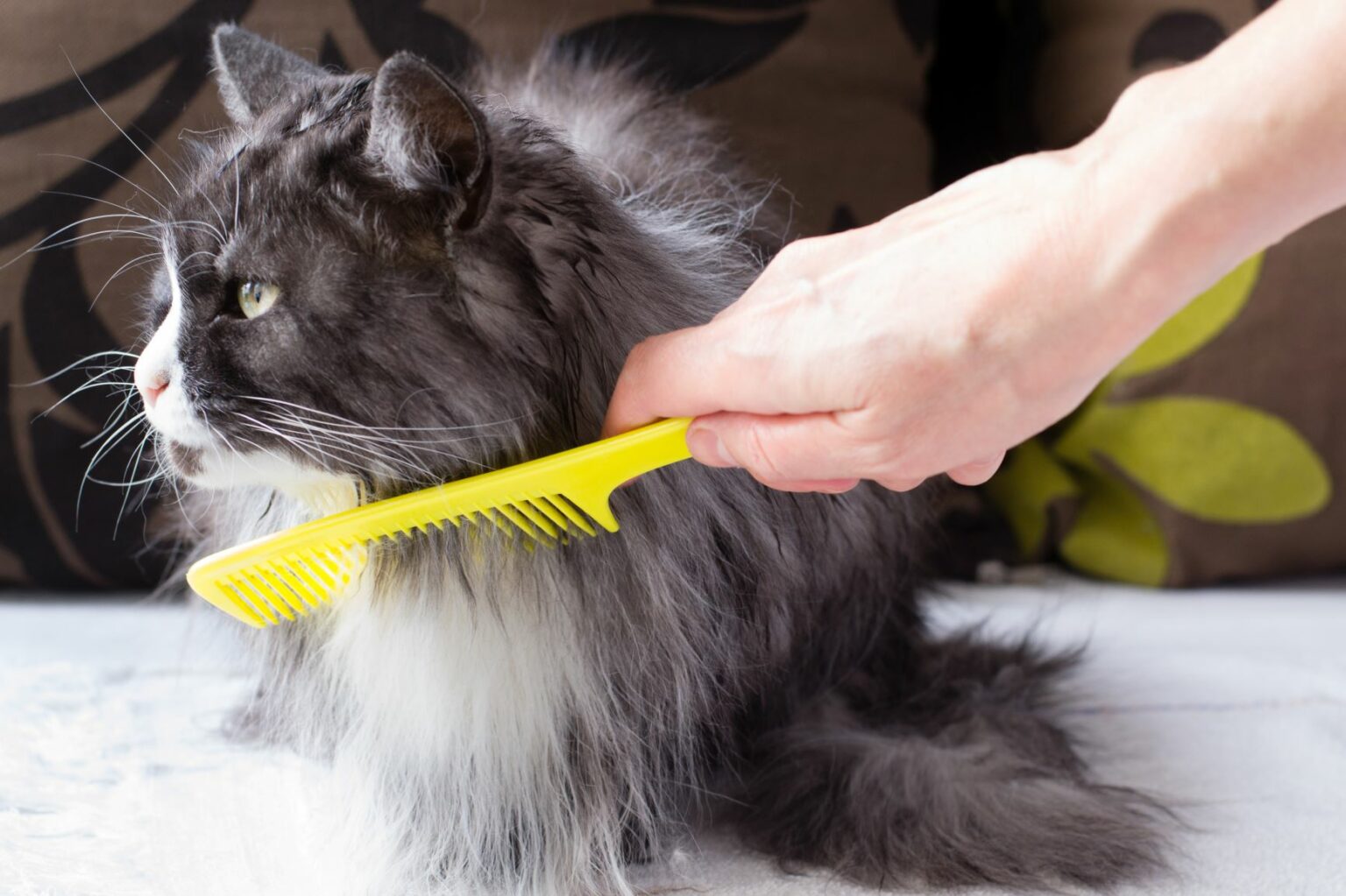Hoe Houd Je De Vacht van je Kat Gezond?