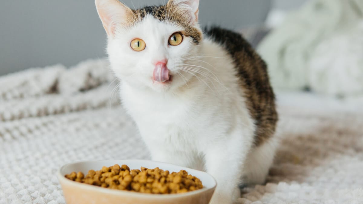 Kat Allergieën: Symptomen en Oplossingen