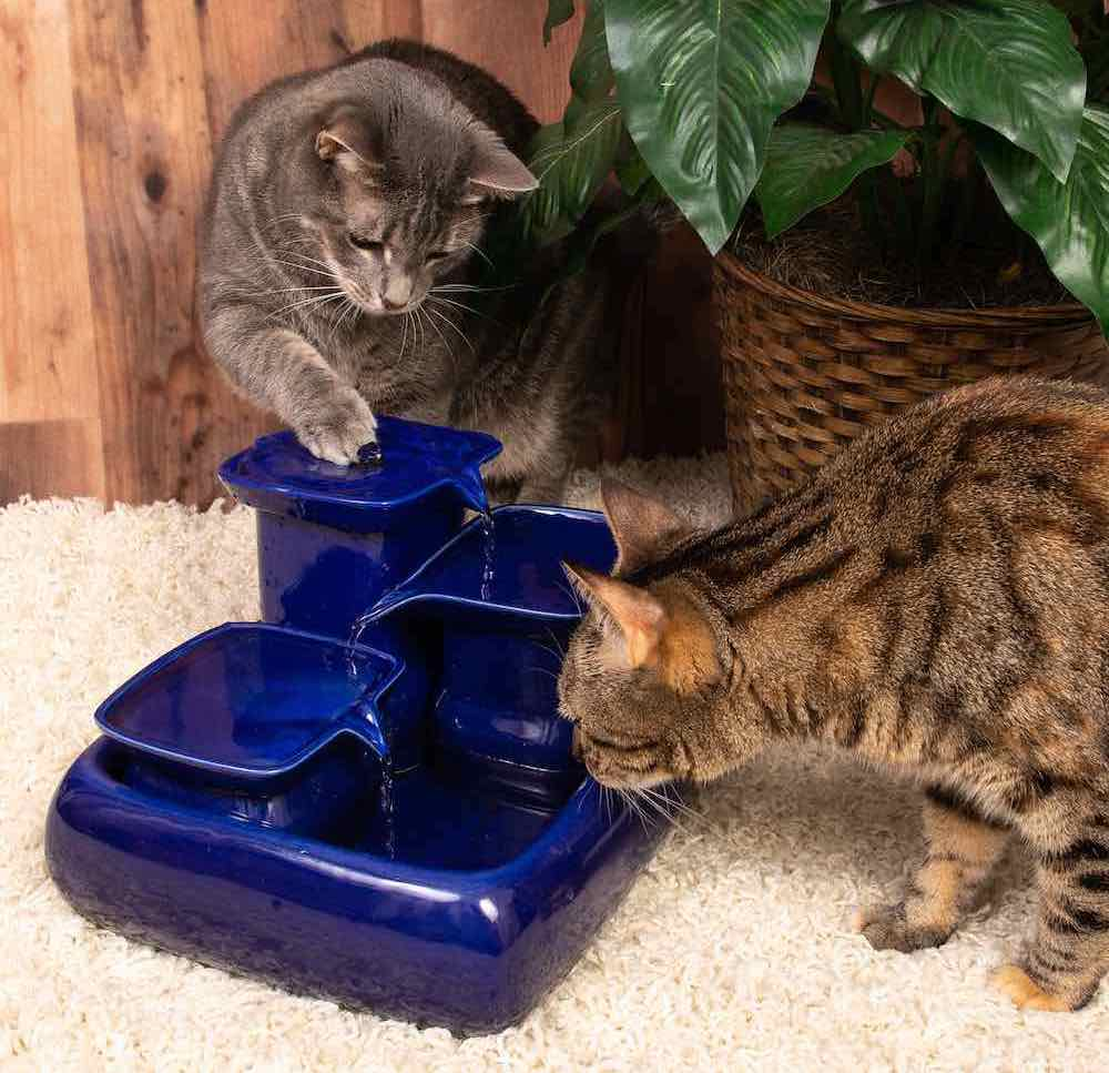Waterinname Stimuleren bij Katten