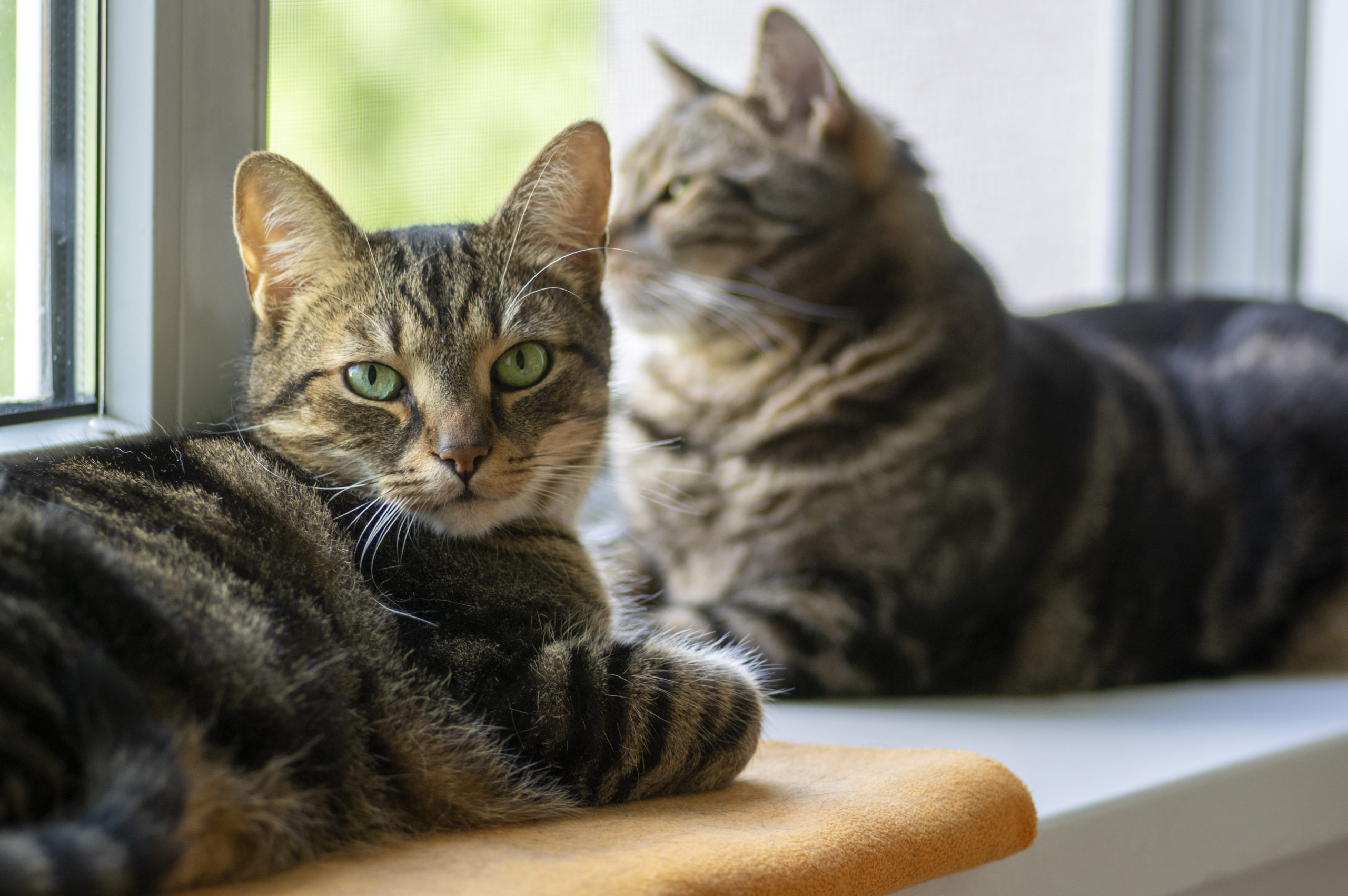 Hoe Introduceer Je een Nieuwe Kat in Huis: Stapsgewijze Aanpak
