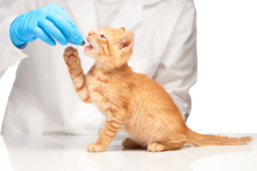 Medicatie Toedienen bij Katten: Tabletten en Druppels