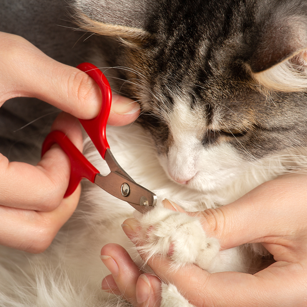 Nagelverzorging bij Katten: Knippen Zonder Stress