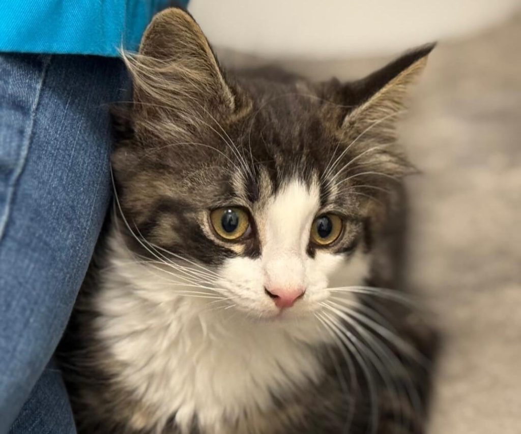 Vaccinatieschema voor Katten: Wat, Wanneer en Waarom