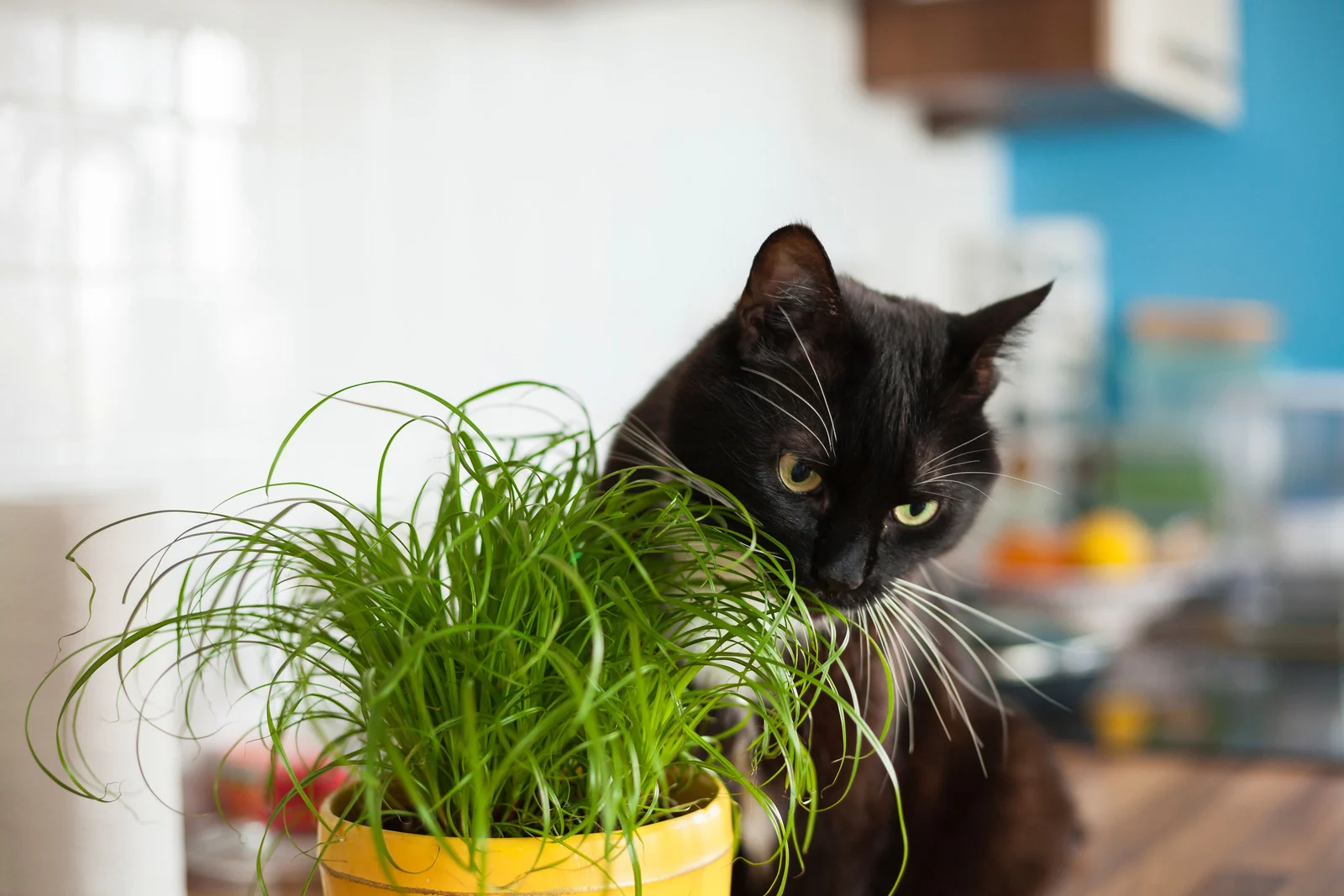 Planten die Giftig zijn voor Katten (en Veilige Alternatieven)