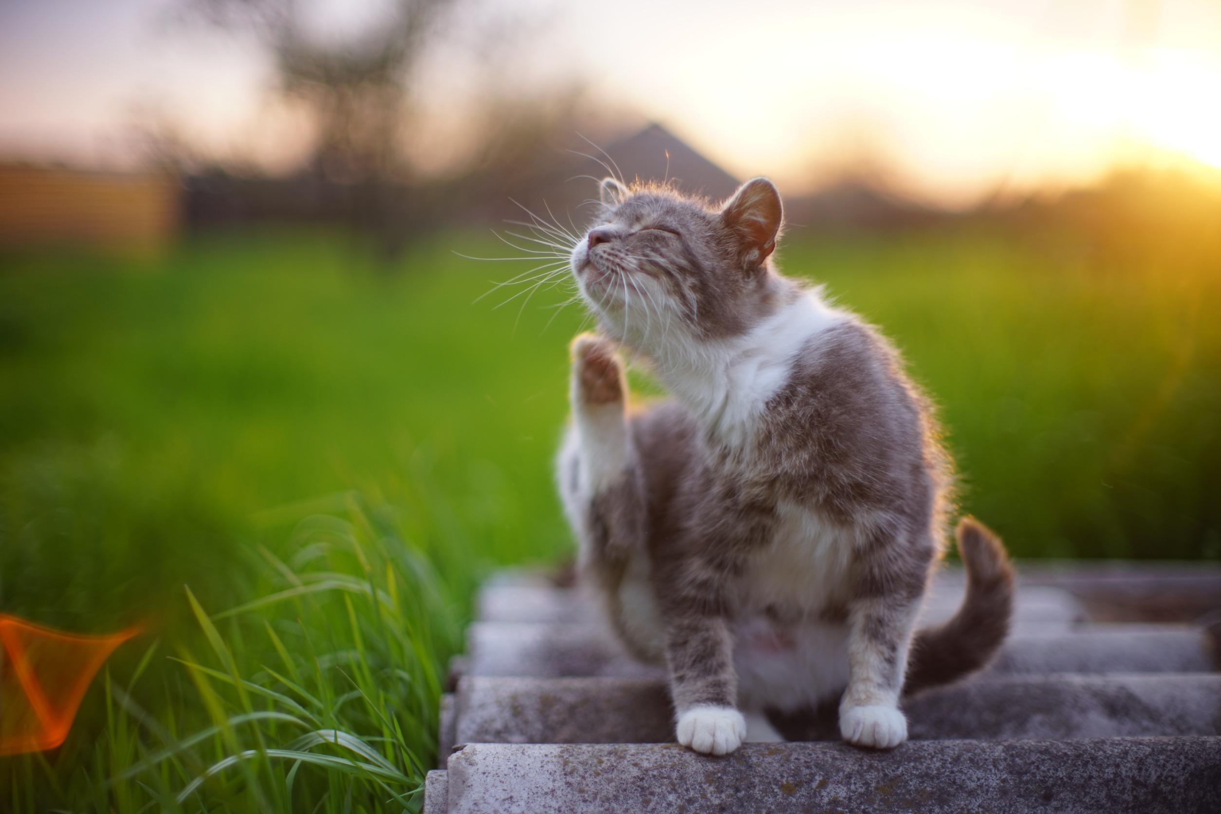 Parasieten bij Katten: Vlooien, Teken en Wormen Aanpakken