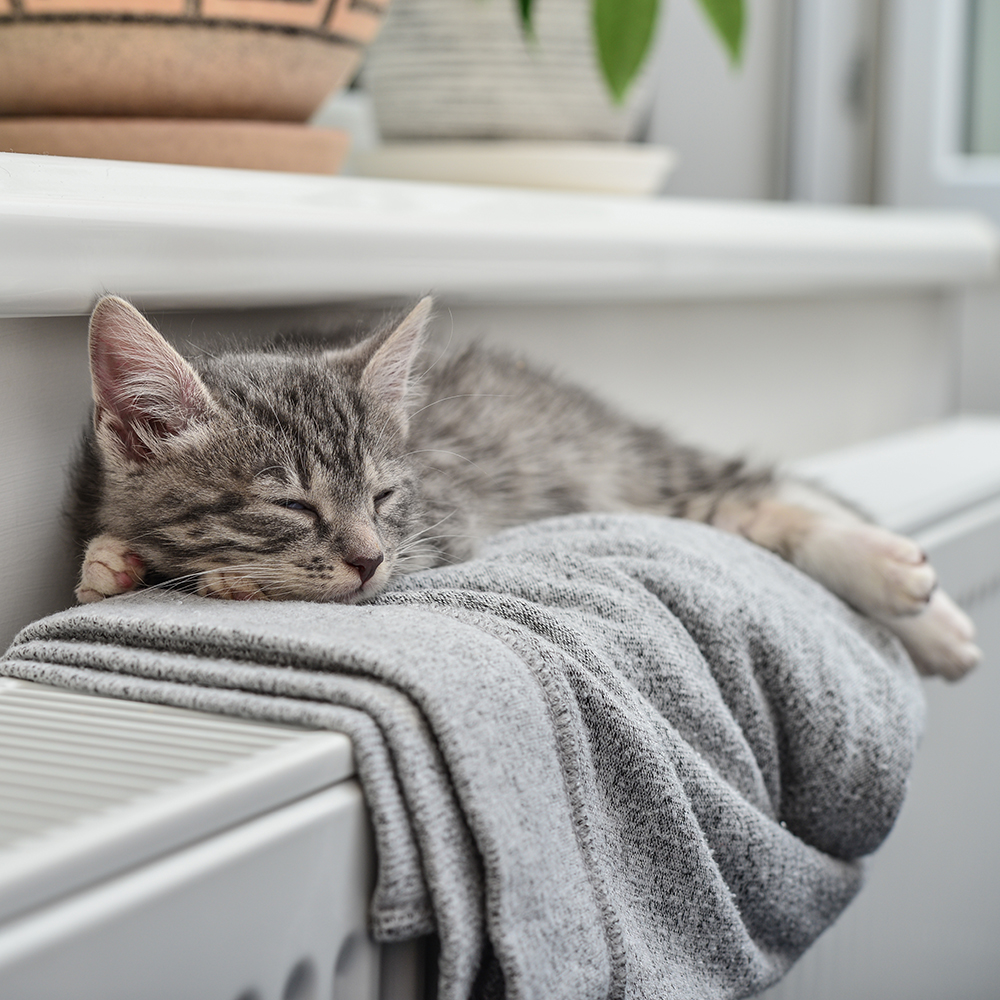 Seizoensverzorging: Zomer- en Wintertips voor Katten
