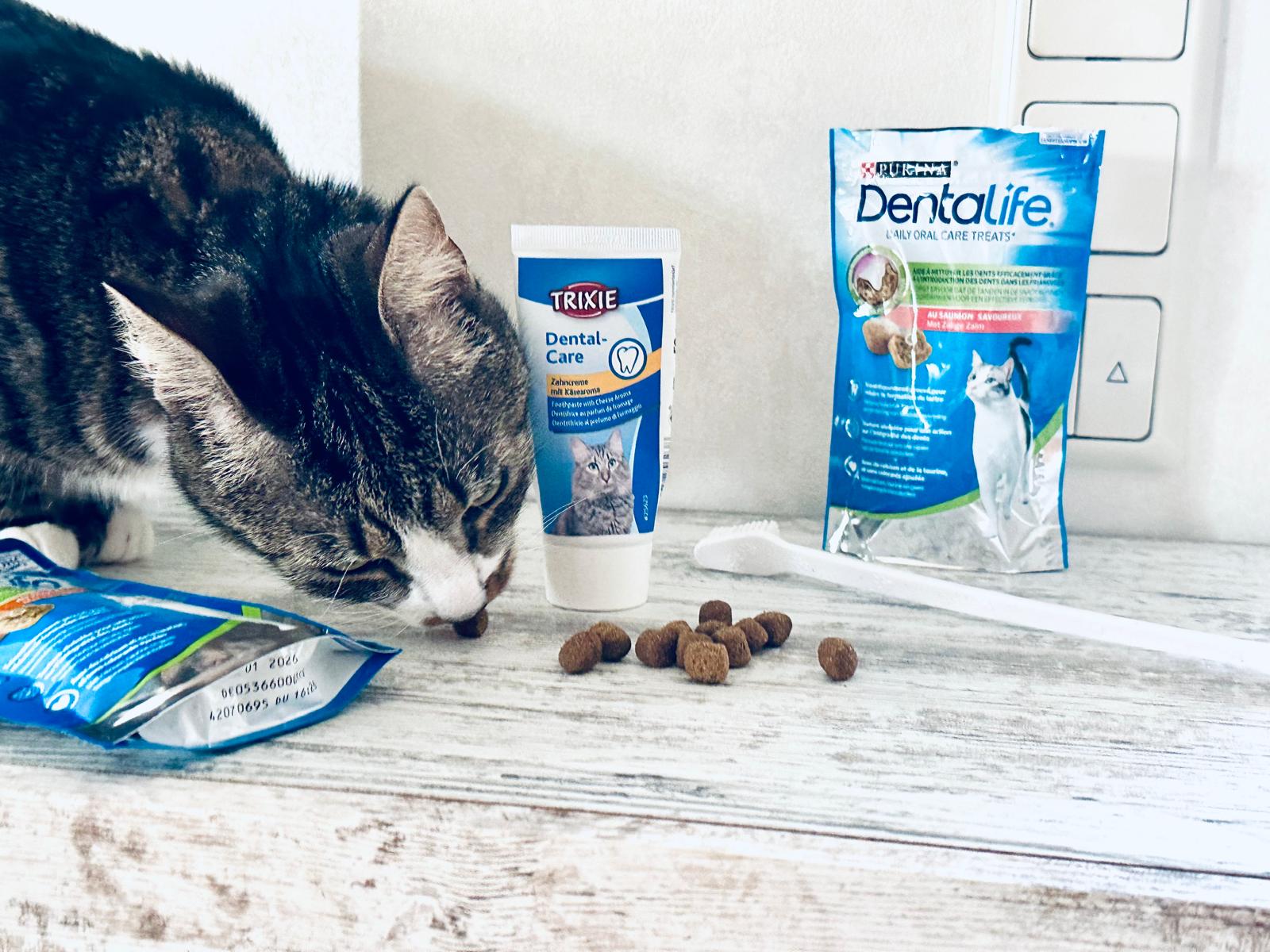 Katten en Tandverzorging: Wat Je Moet Weten