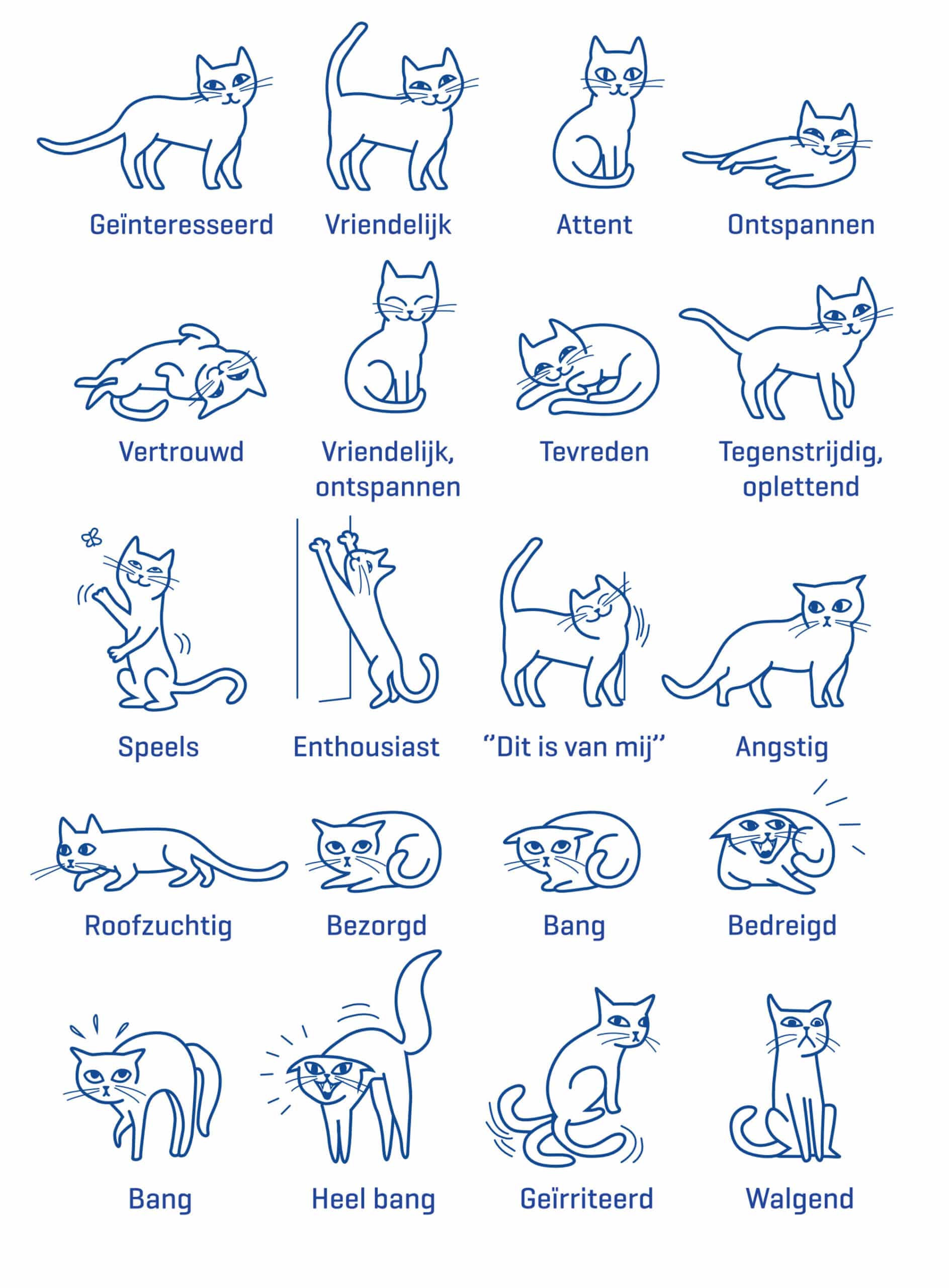 Kattencommunicatie: Wat je Kat je Proberen te Vertellen