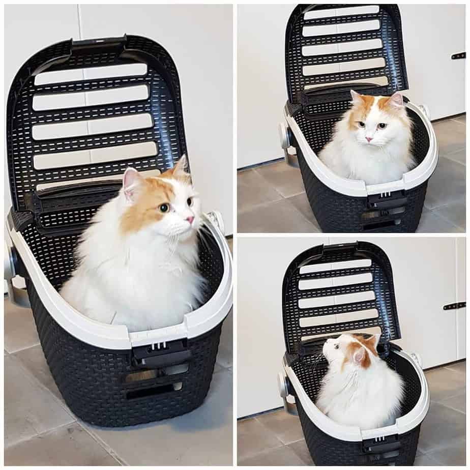 Katten en Reizen: Tips voor een Stressvrije Trip