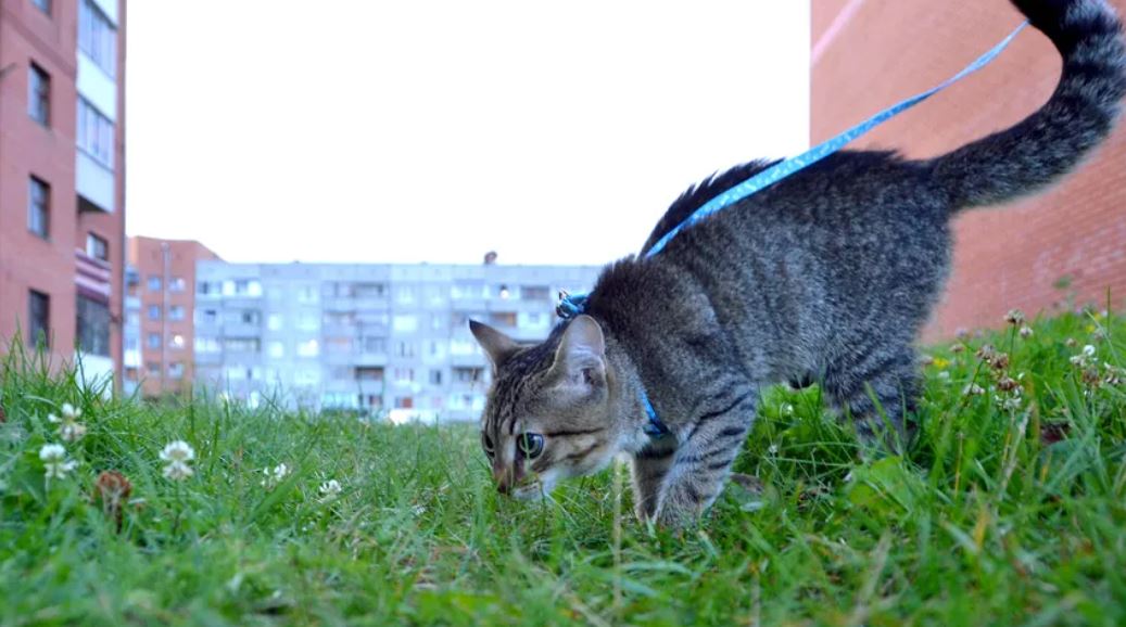 Klikkertraining voor Katten: Stap-voor-Stap Beginnen