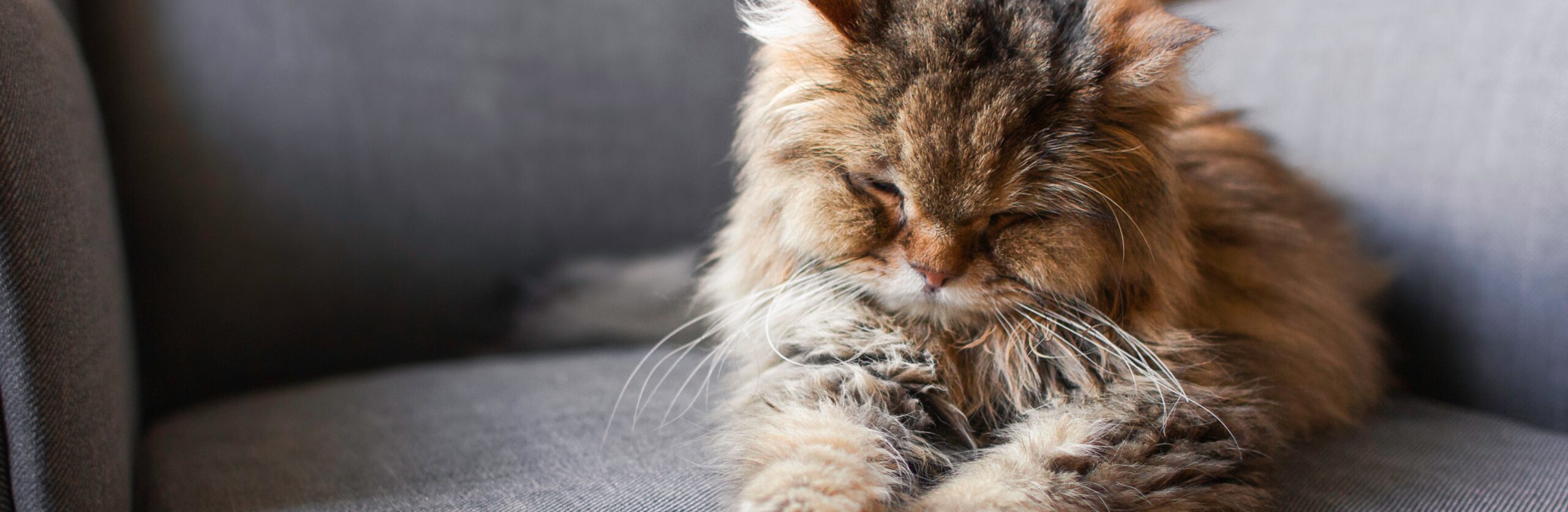Senior Kat: Thuiszorg en Aanpassingen