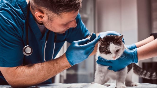 Het Belang van Regelmatige Dierenartscontroles